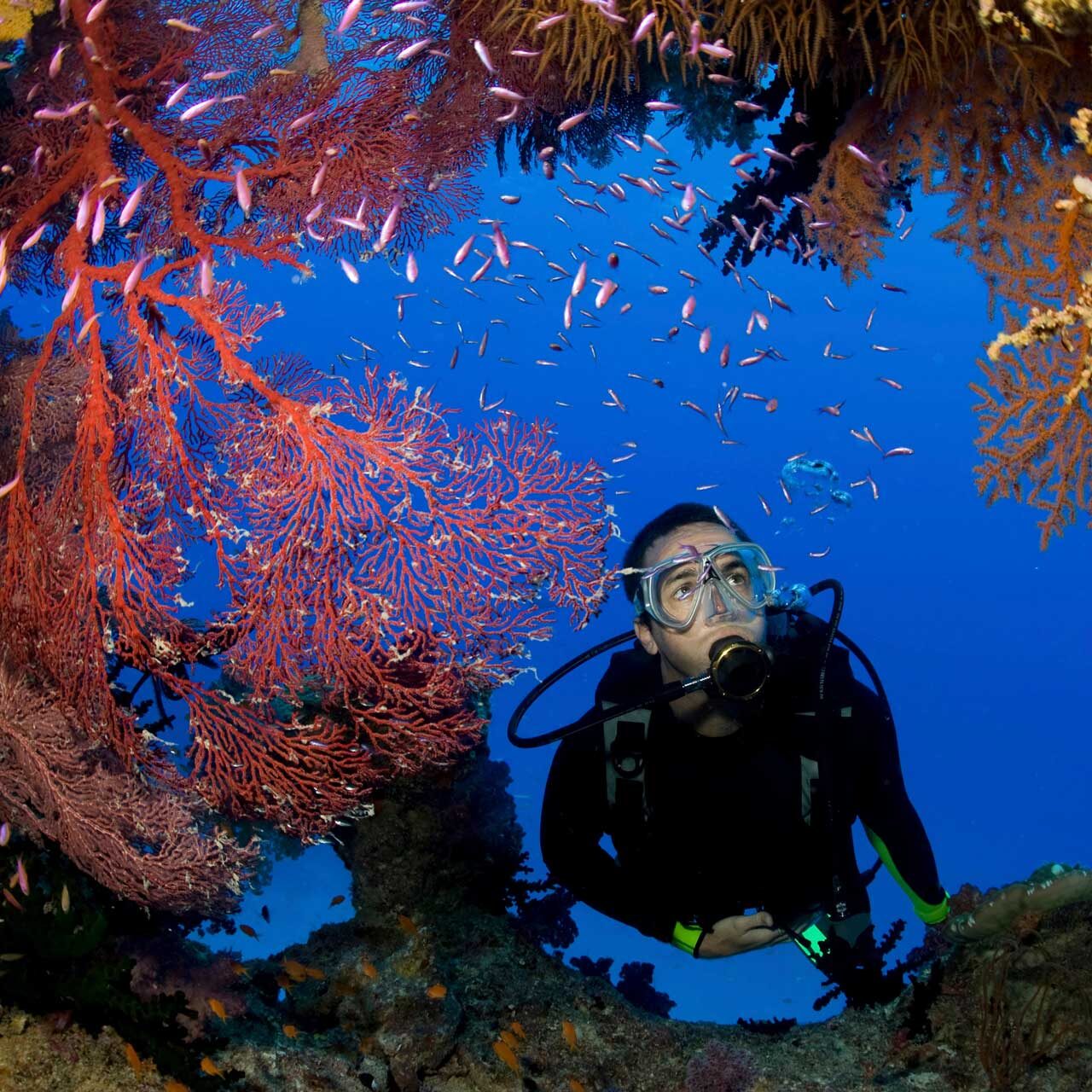 scuba-diver-and-gorgonians